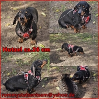 Hutzel Collage Hutzel ist reserviert