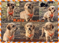 Kara Collage Kara