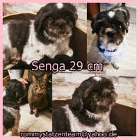 Senga Collage