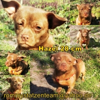 Hazel Collage
