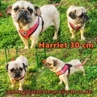 Harriet Collage