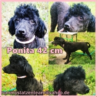 Ponita Collage
