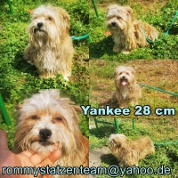 Yankee Collage