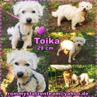 Toika Collage neu