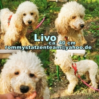 Livo Collage