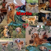 Marlie Collage neu2