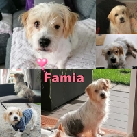 Famia Collage