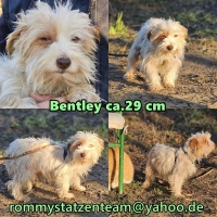 Bentley Collage