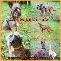Cofia Collage
