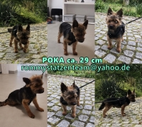 Poka Collage