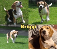 Briggi Collage