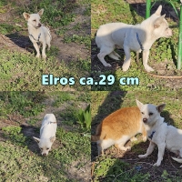 Elros2