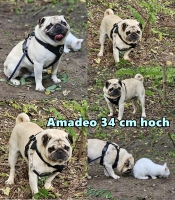 Amadeo1