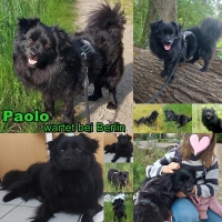 Paolo Collage