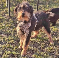 Tibor4