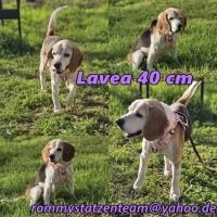 Lavea Collage