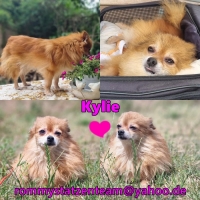 Kylie Collage neu