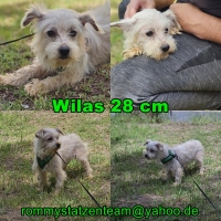 Wilas Collage