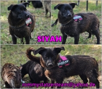 Siyah Collage