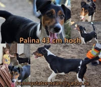 Palina Collage