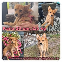 Kalia Collage