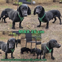 Max Collage