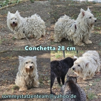 Conchetta Collage