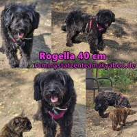 Rogella Collage