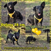 Delany Collage