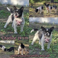 Charline Collage