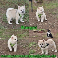 Bangsi Collage