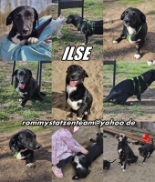Ilse Collage