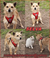 Selva Collage