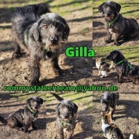 Gilla Collage