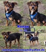 Ronan Collage