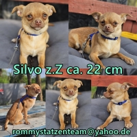 Silvo Collage