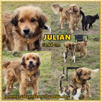 Julian Collage