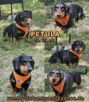 Petula Collage