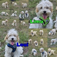 Limo und Loui Collage