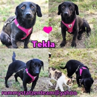 Tekla Collage