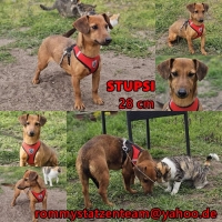 Stupsi Collage