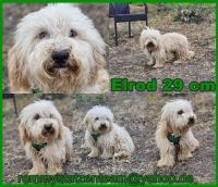Elrod Collage