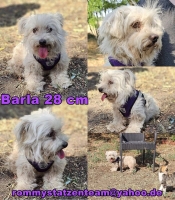 Barla Collage