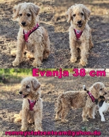Evanja Collage