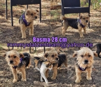Basma Collage