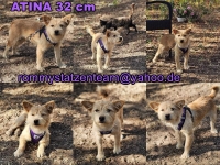 Atina Collage