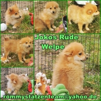 Jokos Collage