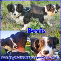 Bevis Collage
