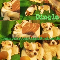 Dingle Collage