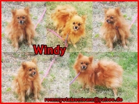 Windy Collage